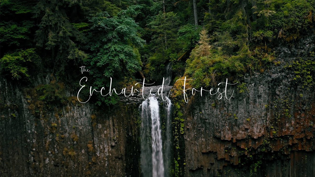 The Enchanted Forest